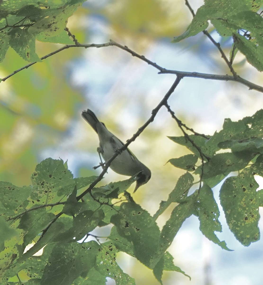 Golden-winged Warbler - ML642447162