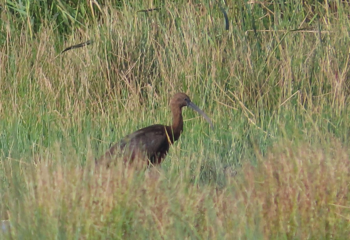 Glossy Ibis - ML642447164