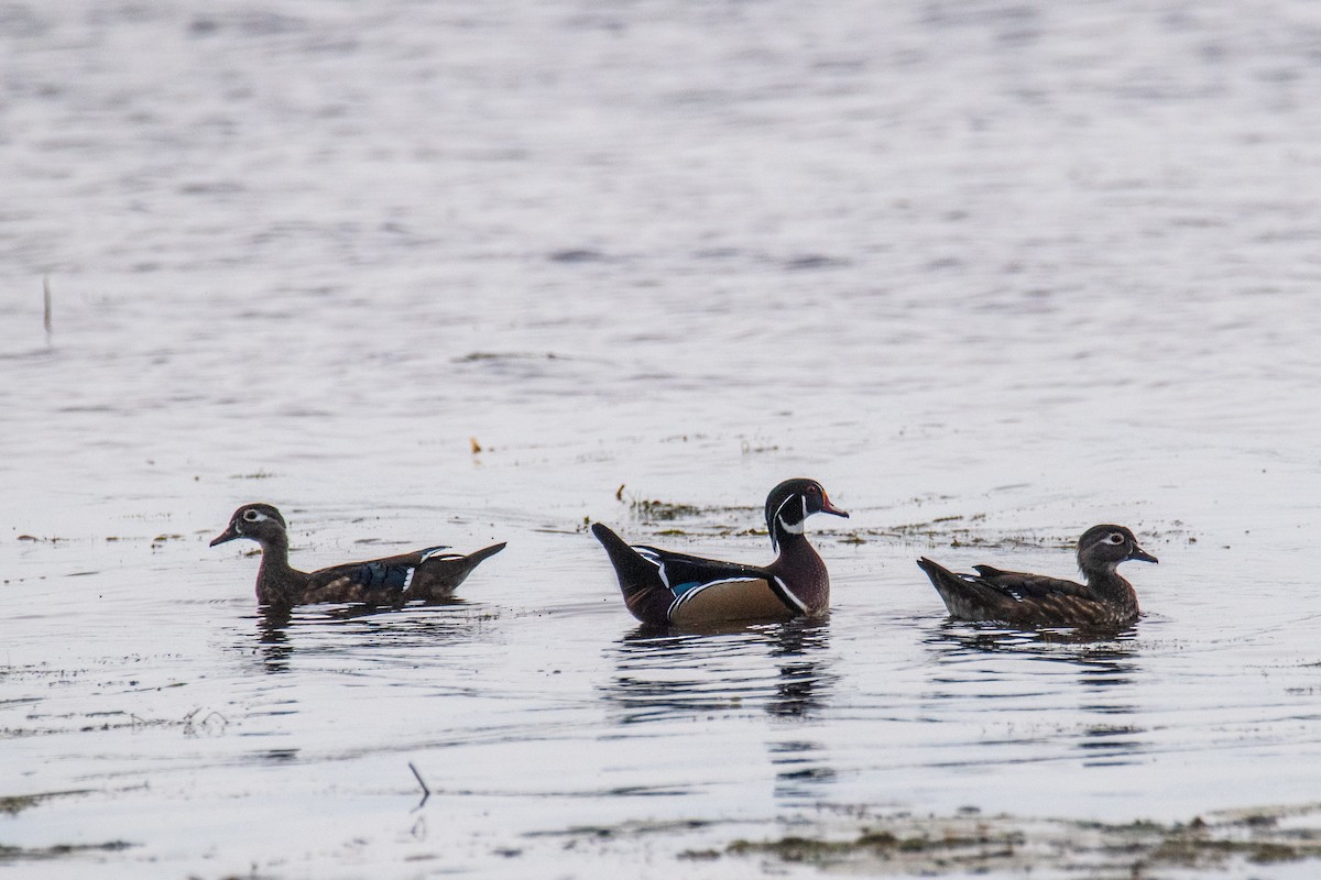 Wood Duck - ML642447168