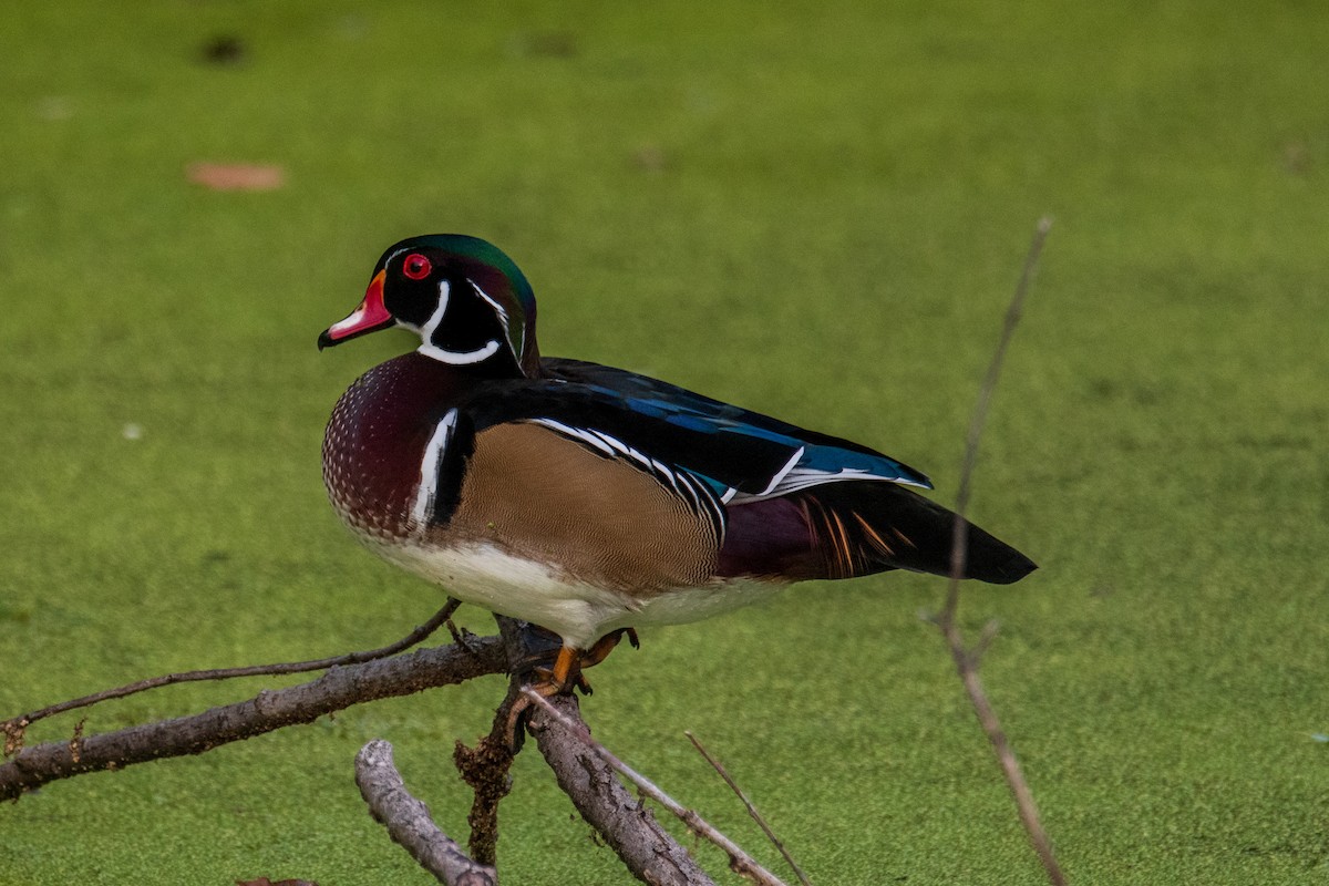 Wood Duck - ML642447169