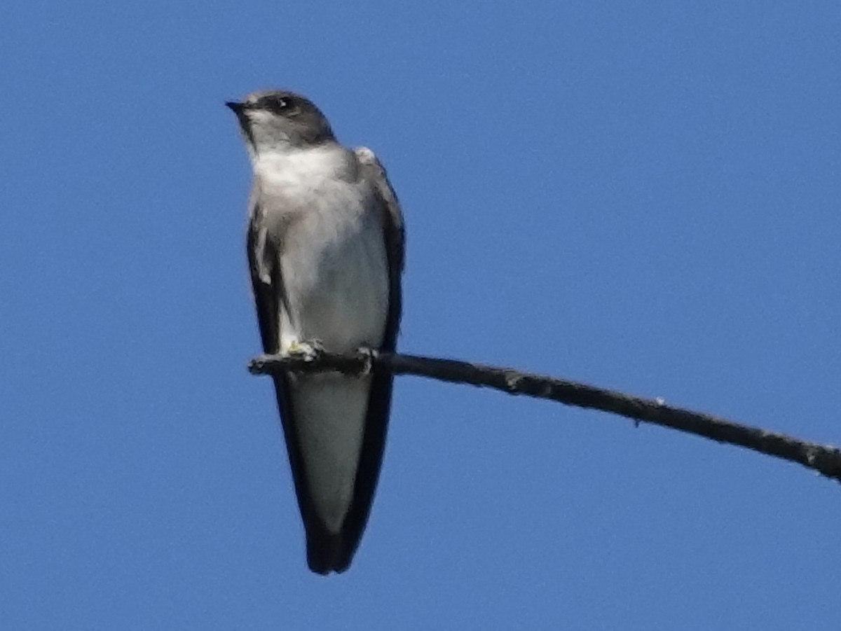 Northern Rough-winged Swallow - ML642447170