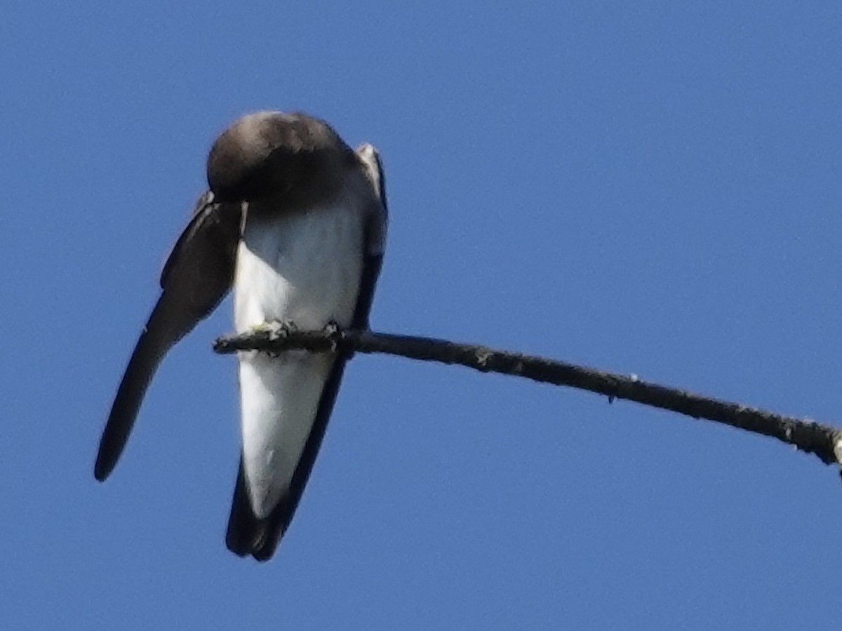 Northern Rough-winged Swallow - ML642447171