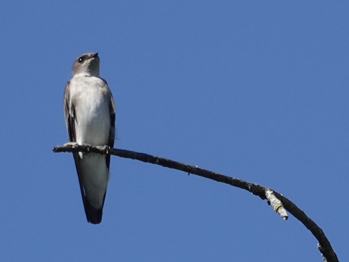 Northern Rough-winged Swallow - ML642447172