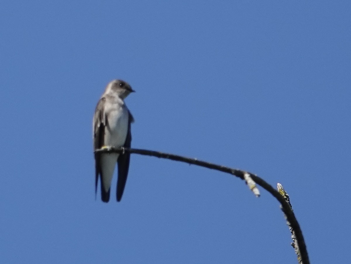 Northern Rough-winged Swallow - ML642447173
