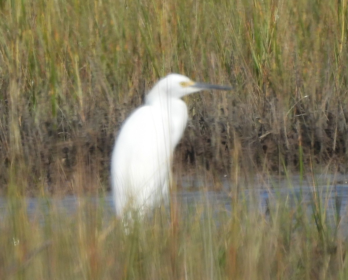Snowy Egret - ML642447174