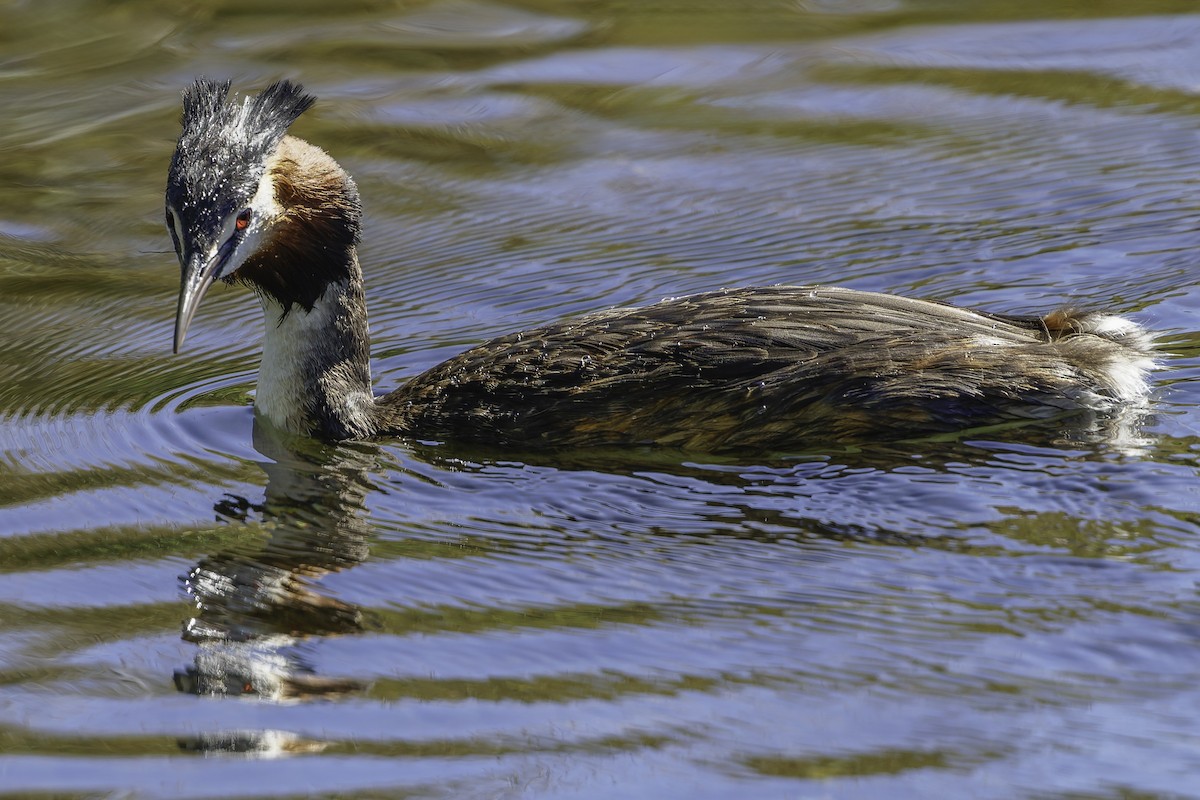 Great Crested Grebe - ML642447175