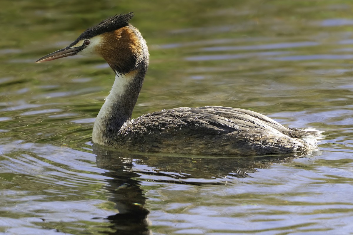 Great Crested Grebe - ML642447176