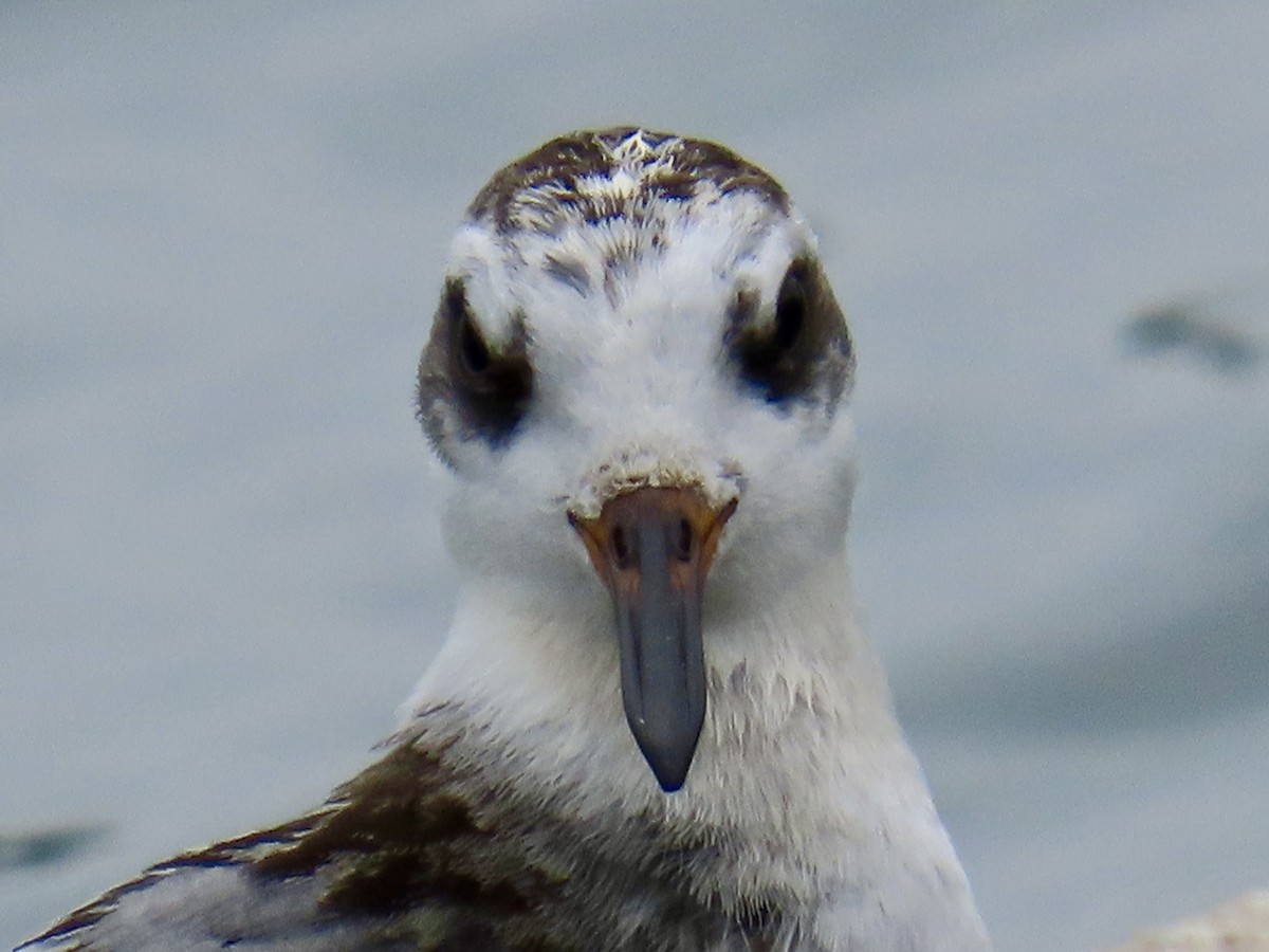 Red Phalarope - ML642447179