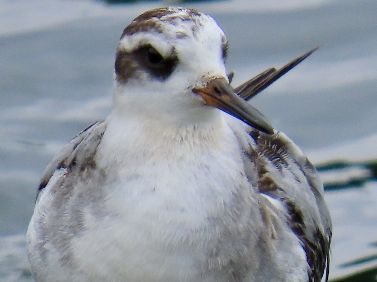 Red Phalarope - ML642447180