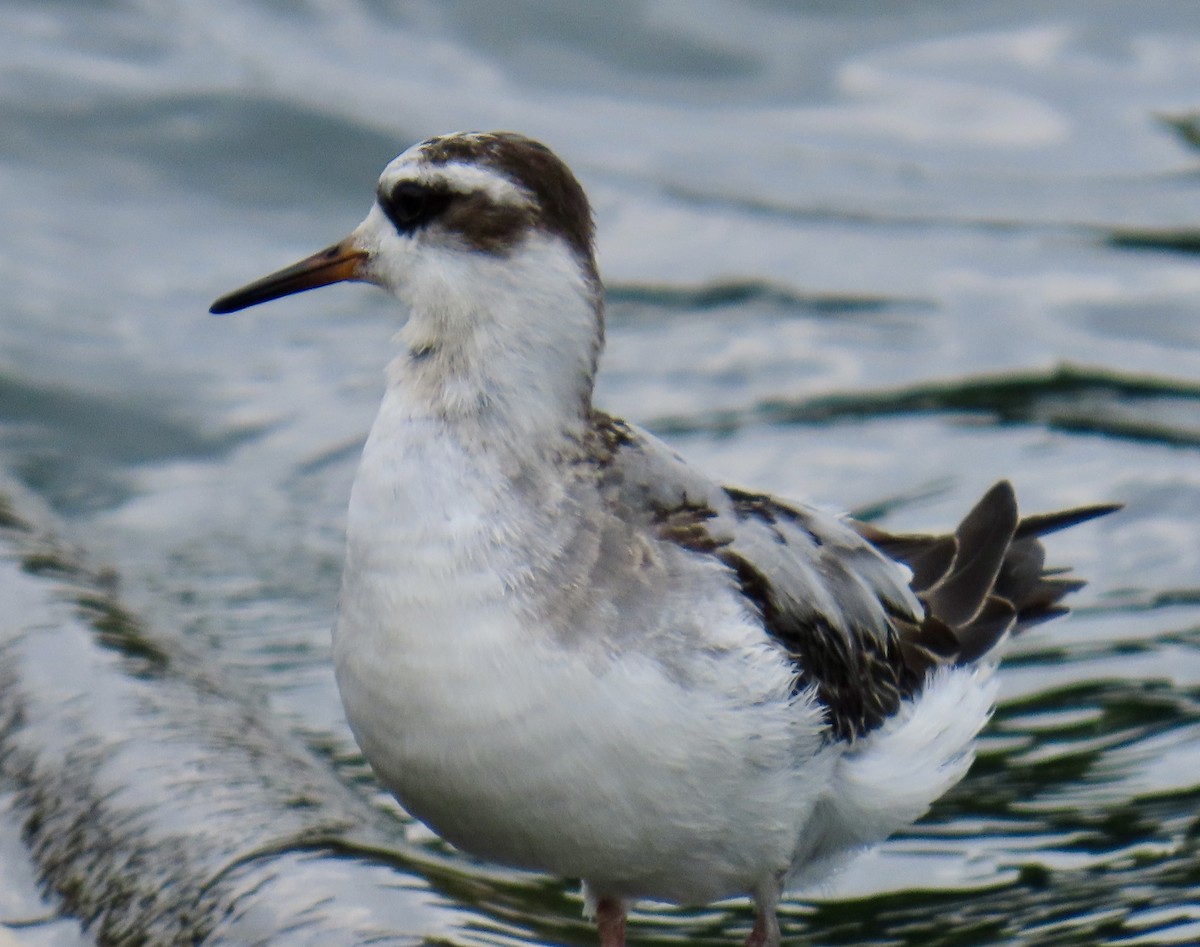 Red Phalarope - ML642447181
