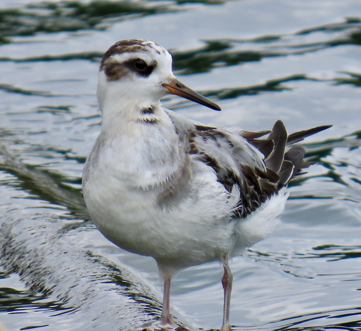 Red Phalarope - ML642447182