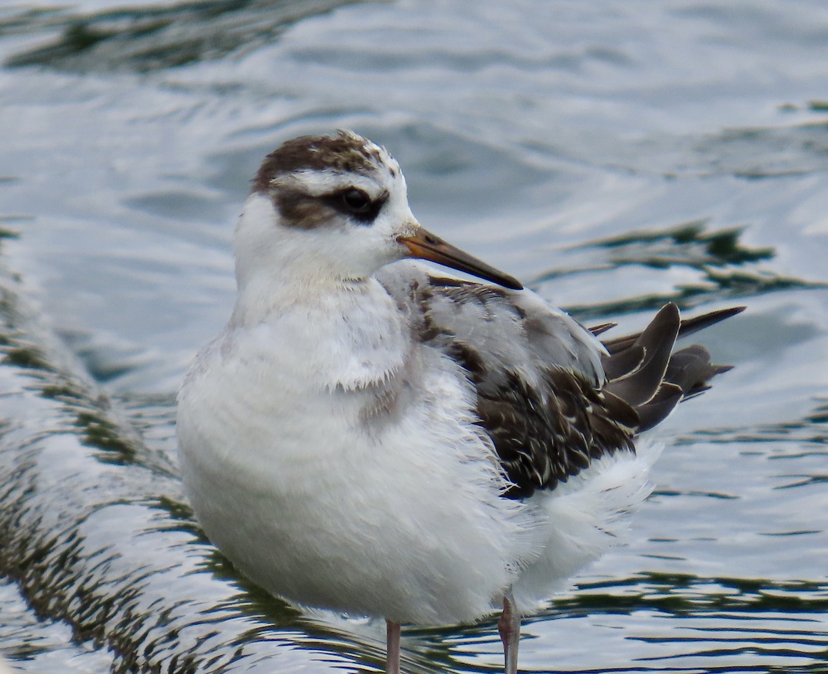 Red Phalarope - ML642447183