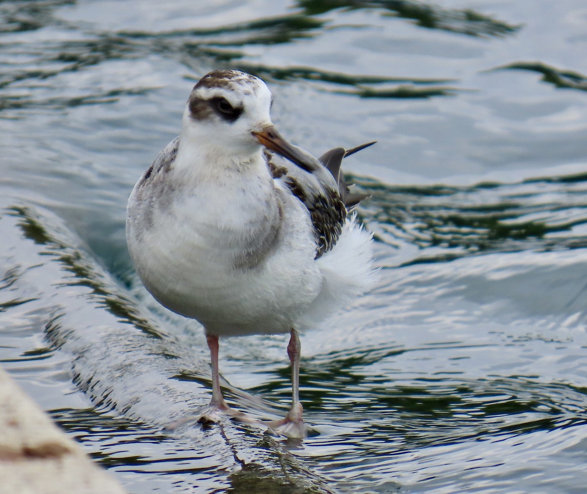 Red Phalarope - ML642447184