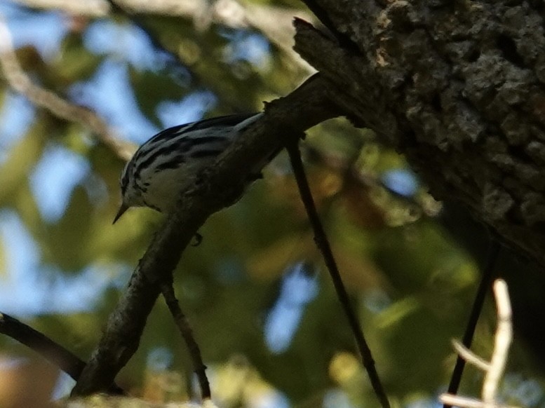 Black-and-white Warbler - ML642447186