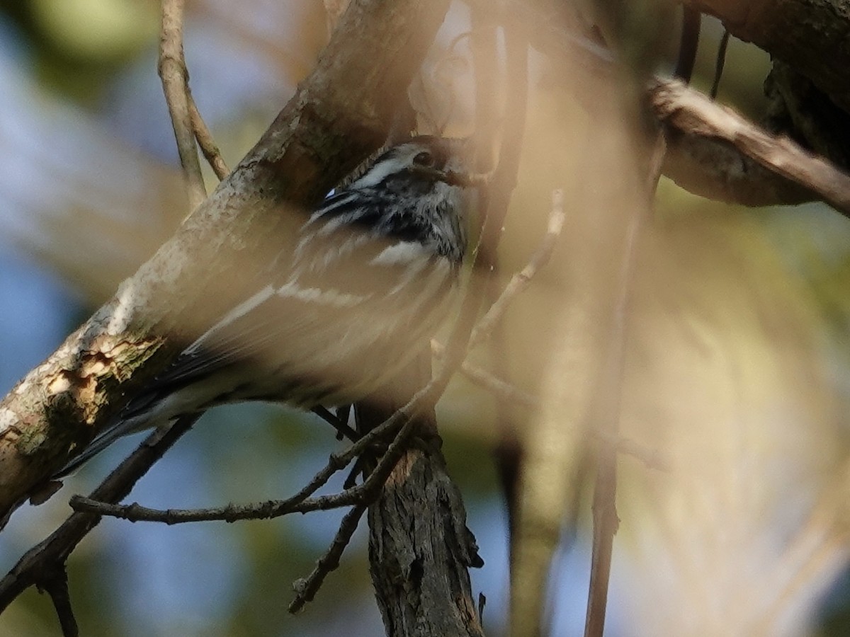 Black-and-white Warbler - ML642447189