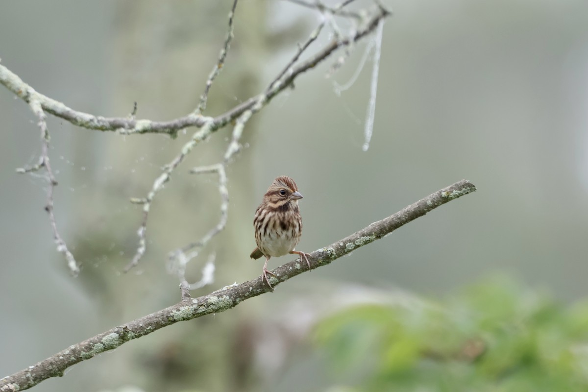 Song Sparrow - ML642447190