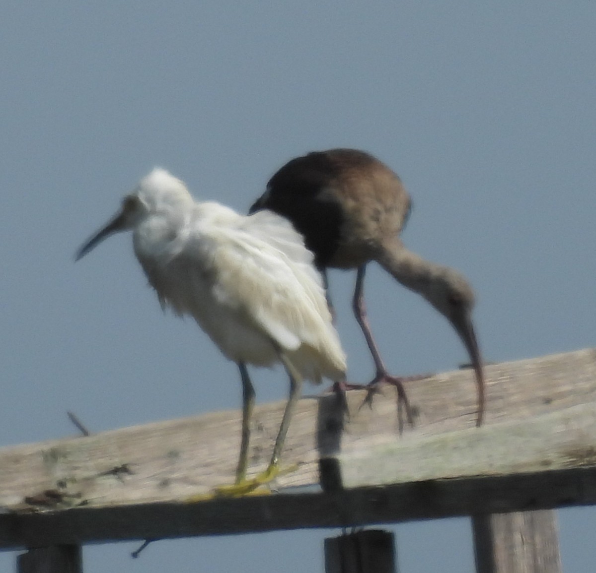 Snowy Egret - ML642447191