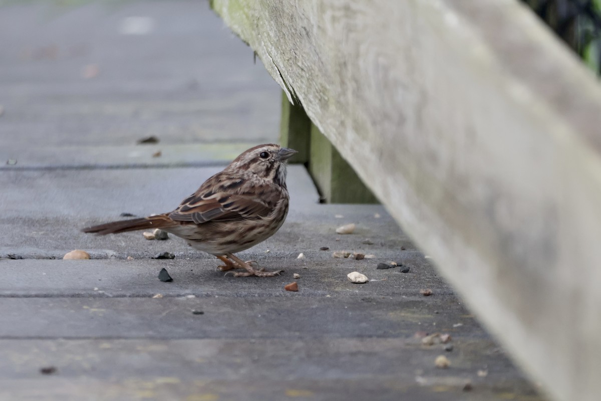 Song Sparrow - ML642447192
