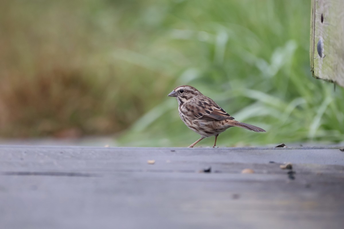 Song Sparrow - ML642447193