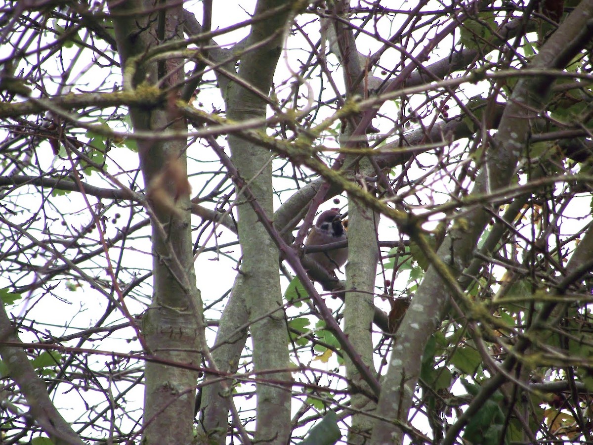 Eurasian Tree Sparrow - ML642447194