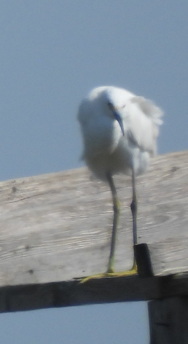 Snowy Egret - ML642447195