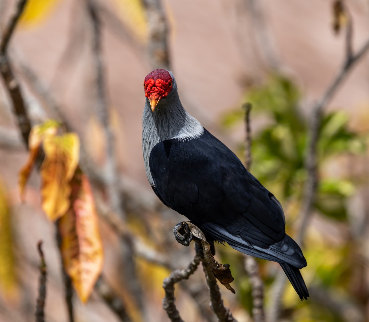 Seychelles Blue-Pigeon - ML642447204