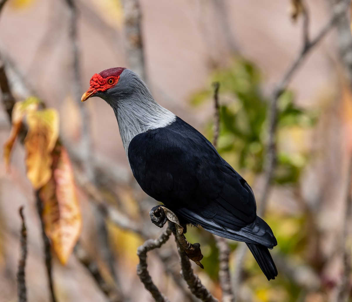 Seychelles Blue-Pigeon - ML642447205