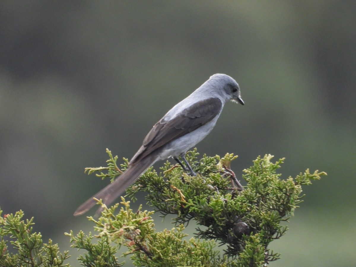 Shear-tailed Gray Tyrant - ML642447207