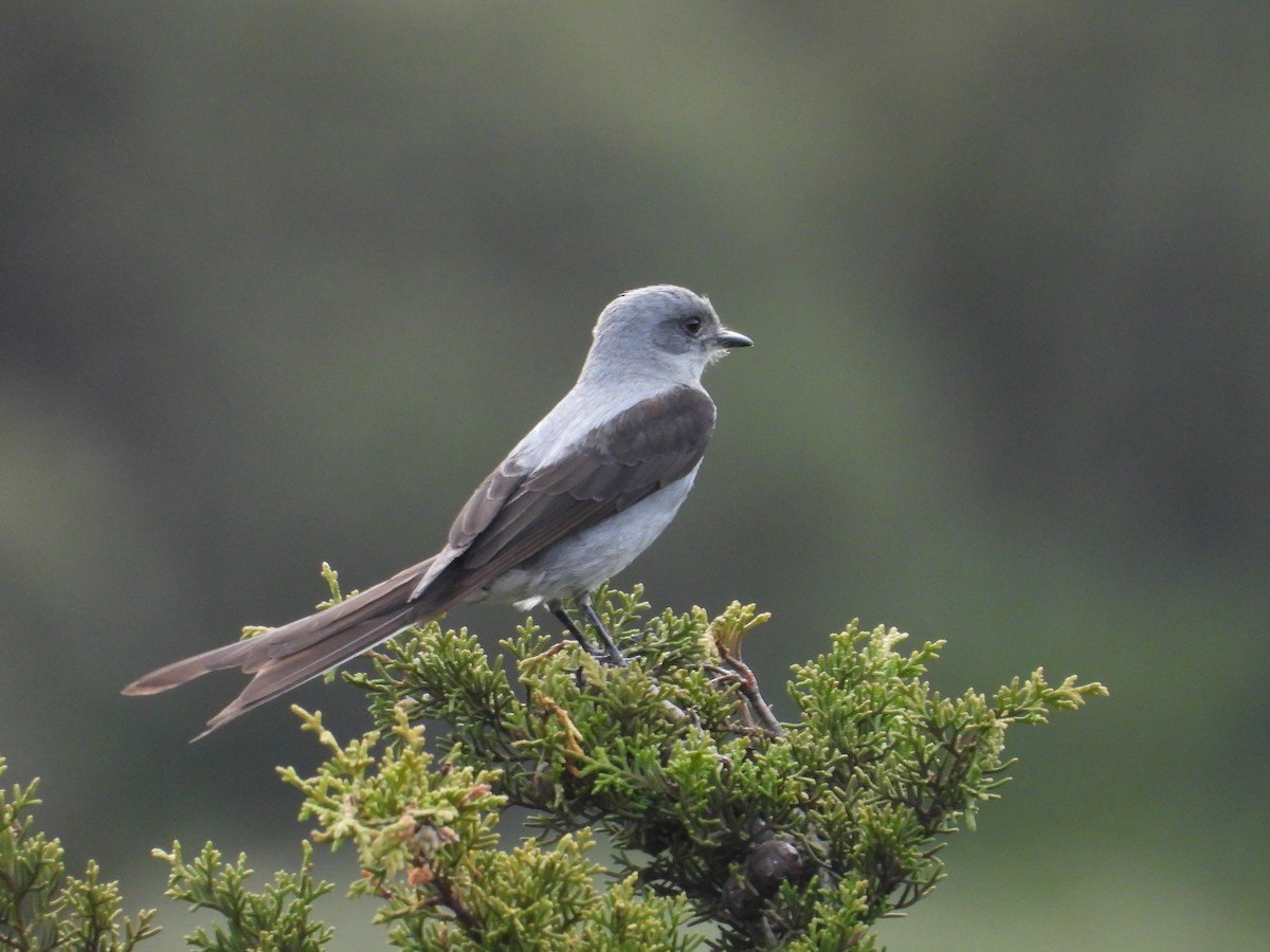 Shear-tailed Gray Tyrant - ML642447208