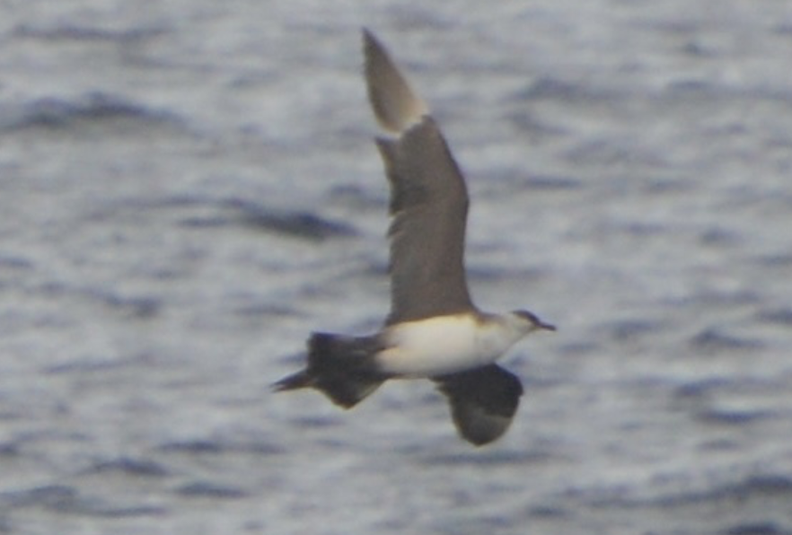 Korsanmartı - ML642447256