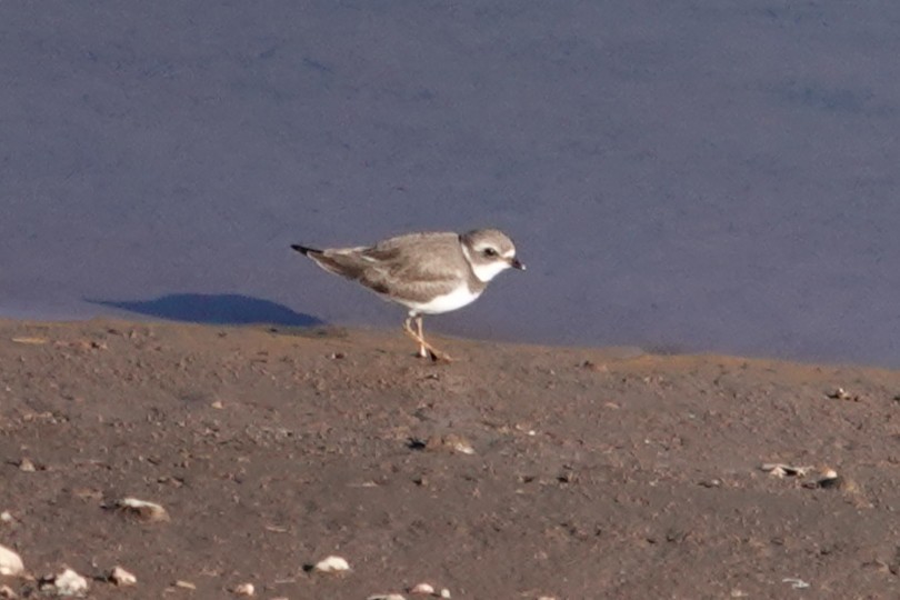 Semipalmated Plover - ML642447294