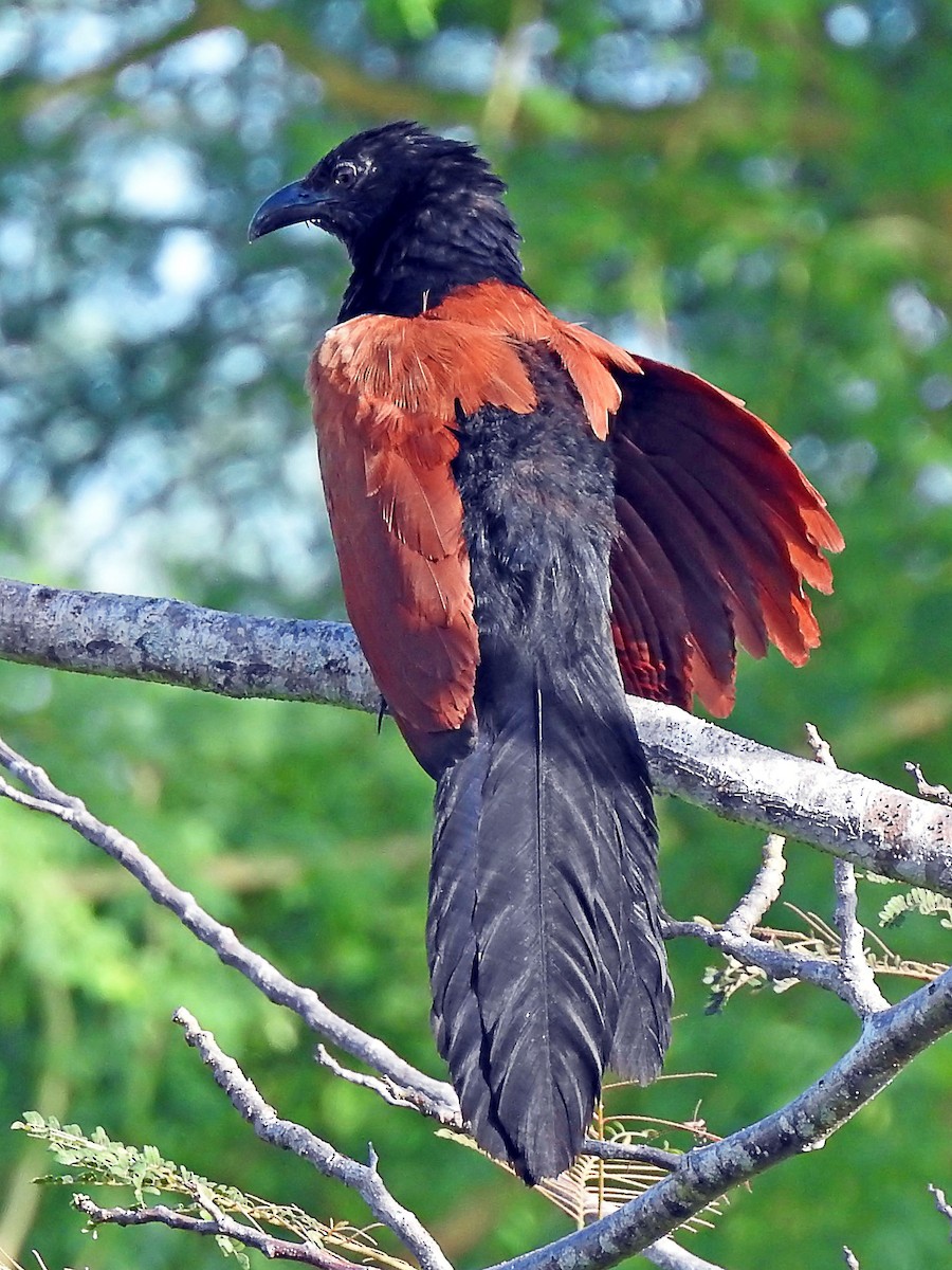 Greater Coucal - ML642447334