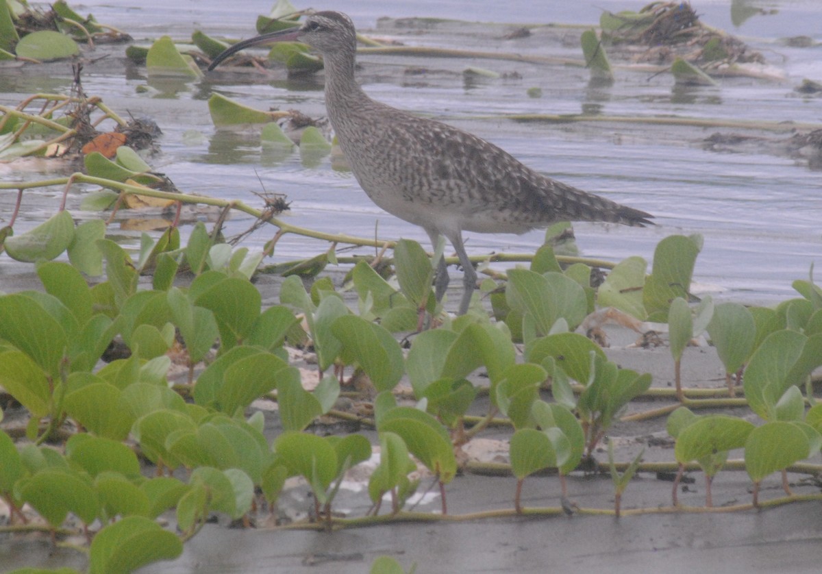 Regenbrachvogel - ML642447360