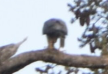 Gökdoğan - ML642447371