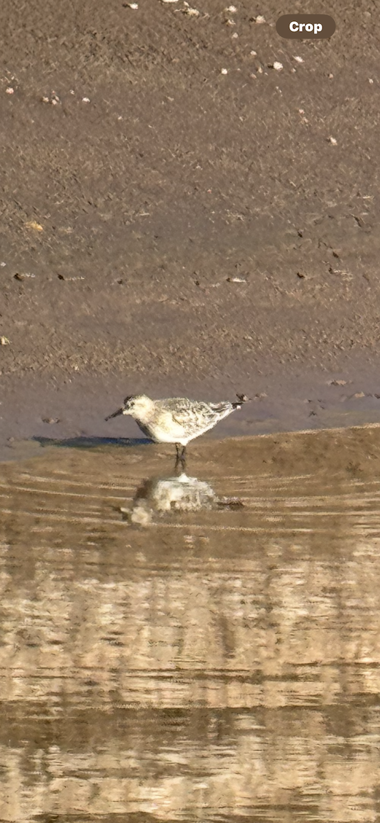 Baird's Sandpiper - ML642447377