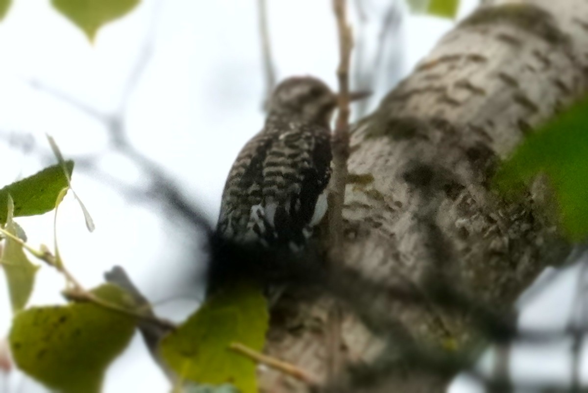 Yellow-bellied Sapsucker - ML642447383