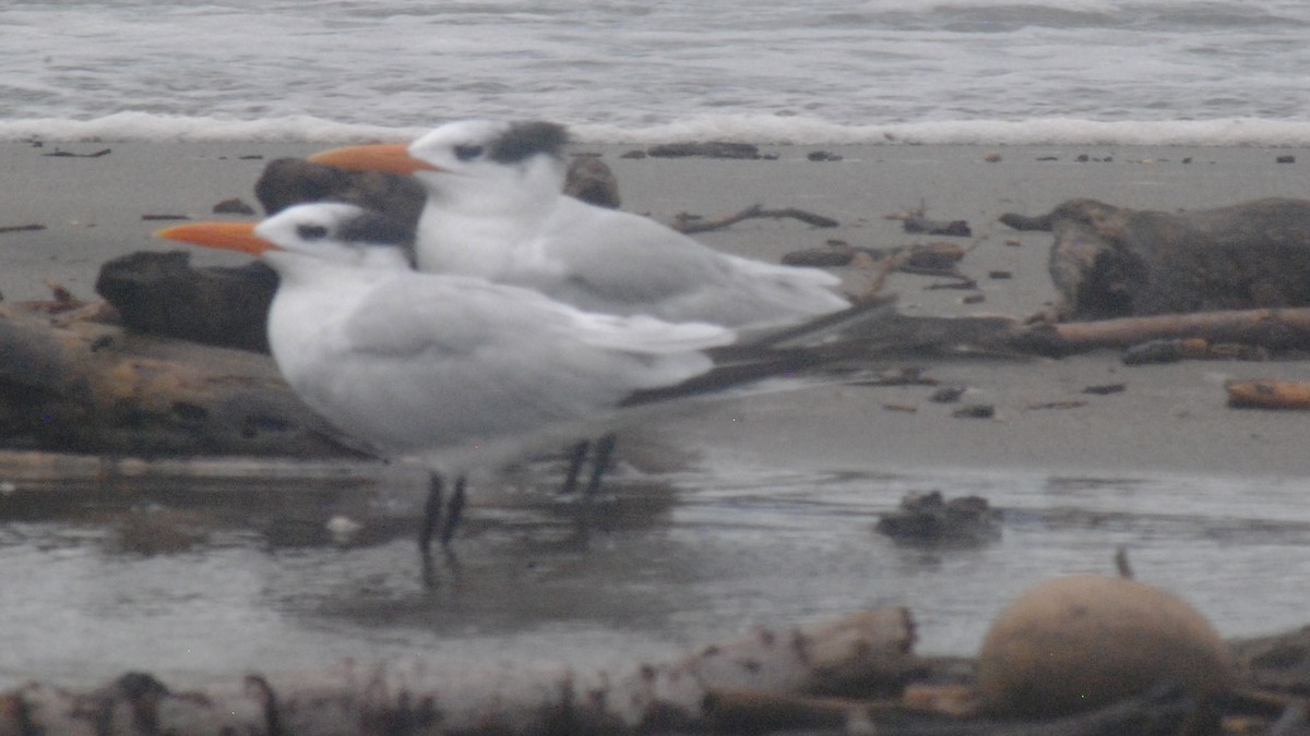 Royal Tern - ML642447384