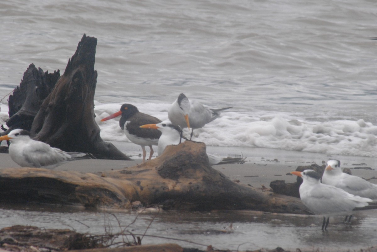 Royal Tern - ML642447385