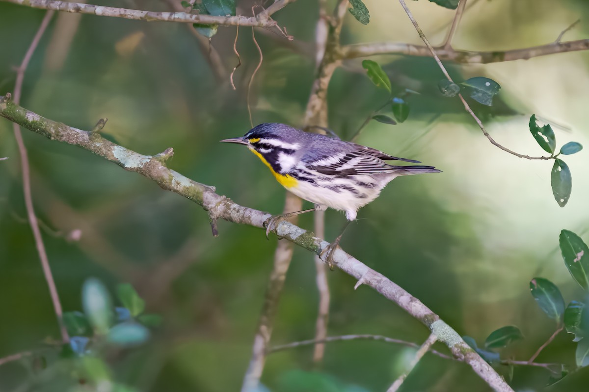 Yellow-throated Warbler - ML642447386