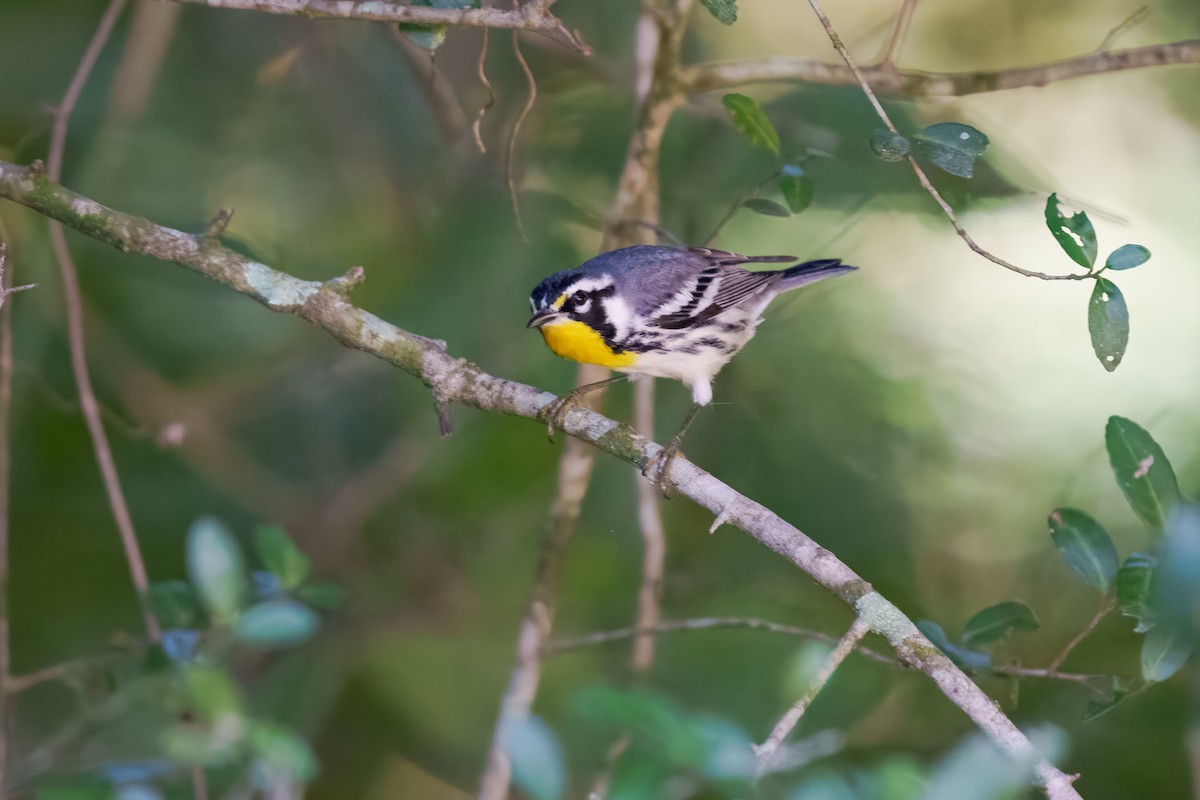 Yellow-throated Warbler - ML642447387