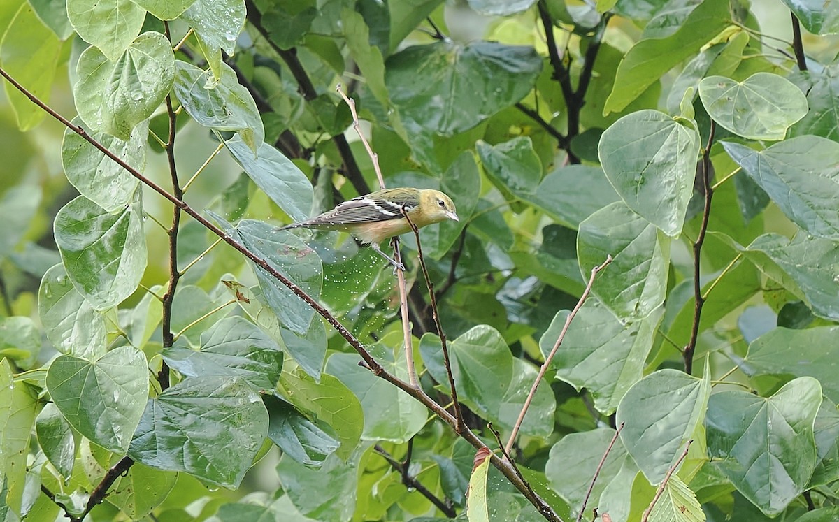 Bay-breasted Warbler - ML642447388