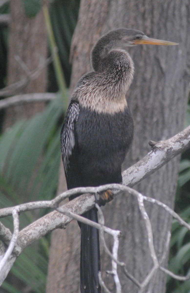 Anhinga - ML642447392