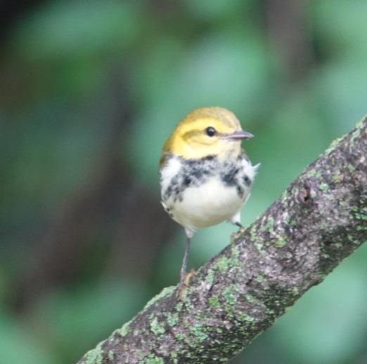 Black-throated Green Warbler - ML642447393