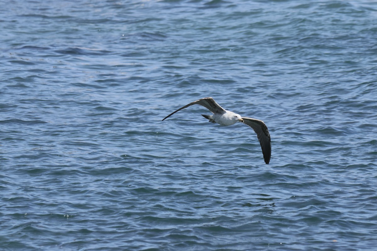 Kelp Gull - ML642447396