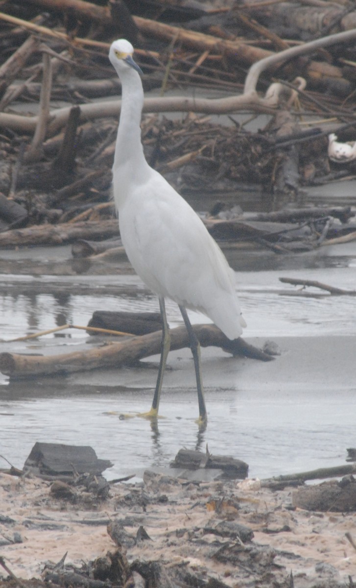 Snowy Egret - ML642447397