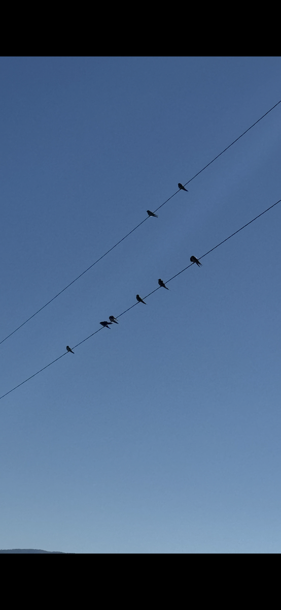 Barn Swallow - ML642447399