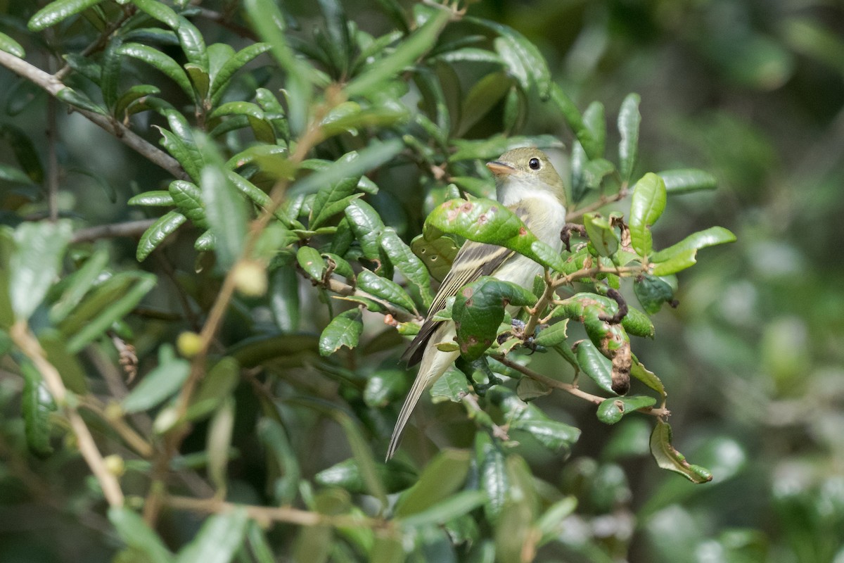 Acadian Flycatcher - ML642447400
