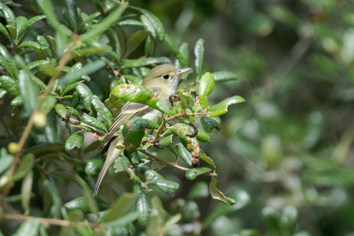 Acadian Flycatcher - ML642447402