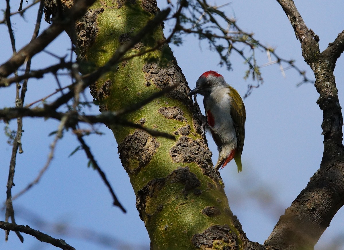 Mountain Gray Woodpecker - ML642447404
