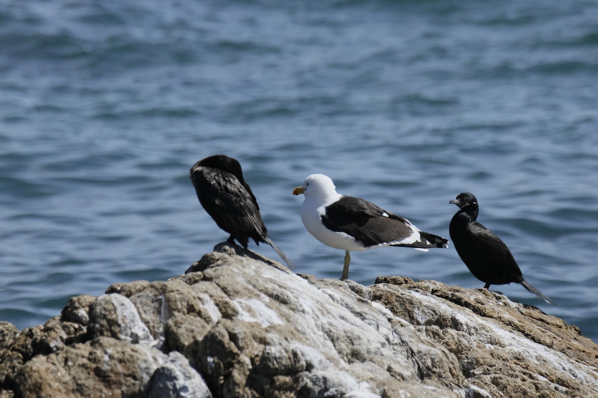 Neotropic Cormorant - ML642447407